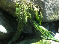 Fontinalis hypnoides