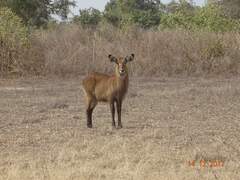 Kobus ellipsiprymnus defassa