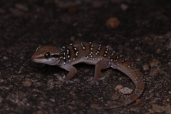 Hemidactylus triedrus