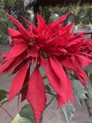 Euphorbia pulcherrima