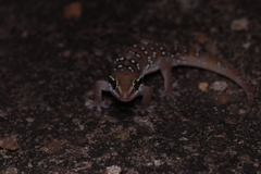 Hemidactylus triedrus