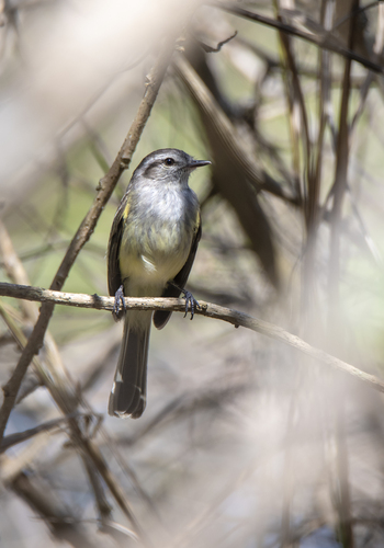 Pacific Elaenia (Myiopagis subplacens), photo 9