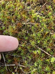 Polytrichum juniperinum
