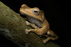 Polypedates otilophus