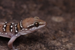 Hemidactylus triedrus