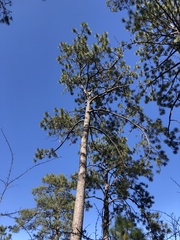 Pinus devoniana