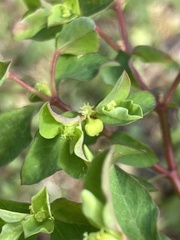 Euphorbia peplus