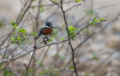 Chloroceryle americana