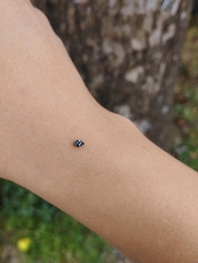 Psyllobora picta