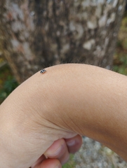 Psyllobora picta
