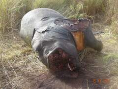 Loxodonta