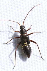 Miris striatus