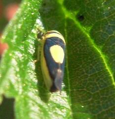 Colladonus clitellarius