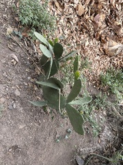 Opuntia