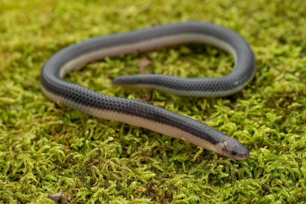 Samarinda Reed Snake