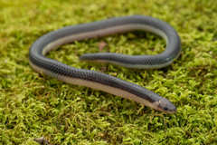 Calamaria hilleniusi