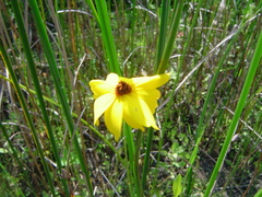 Coreopsis leavenworthii