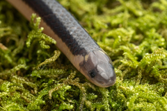 Calamaria hilleniusi