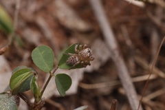 Orientattus aurantius