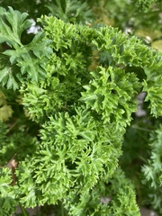 Petroselinum crispum