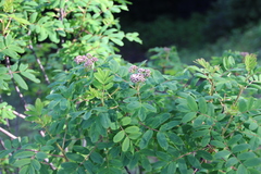 Sorbus sitchensis