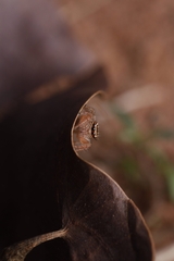 Orientattus aurantius