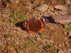 Vanessa atalanta atalanta