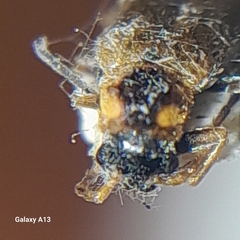 Rhagonycha nigriventris