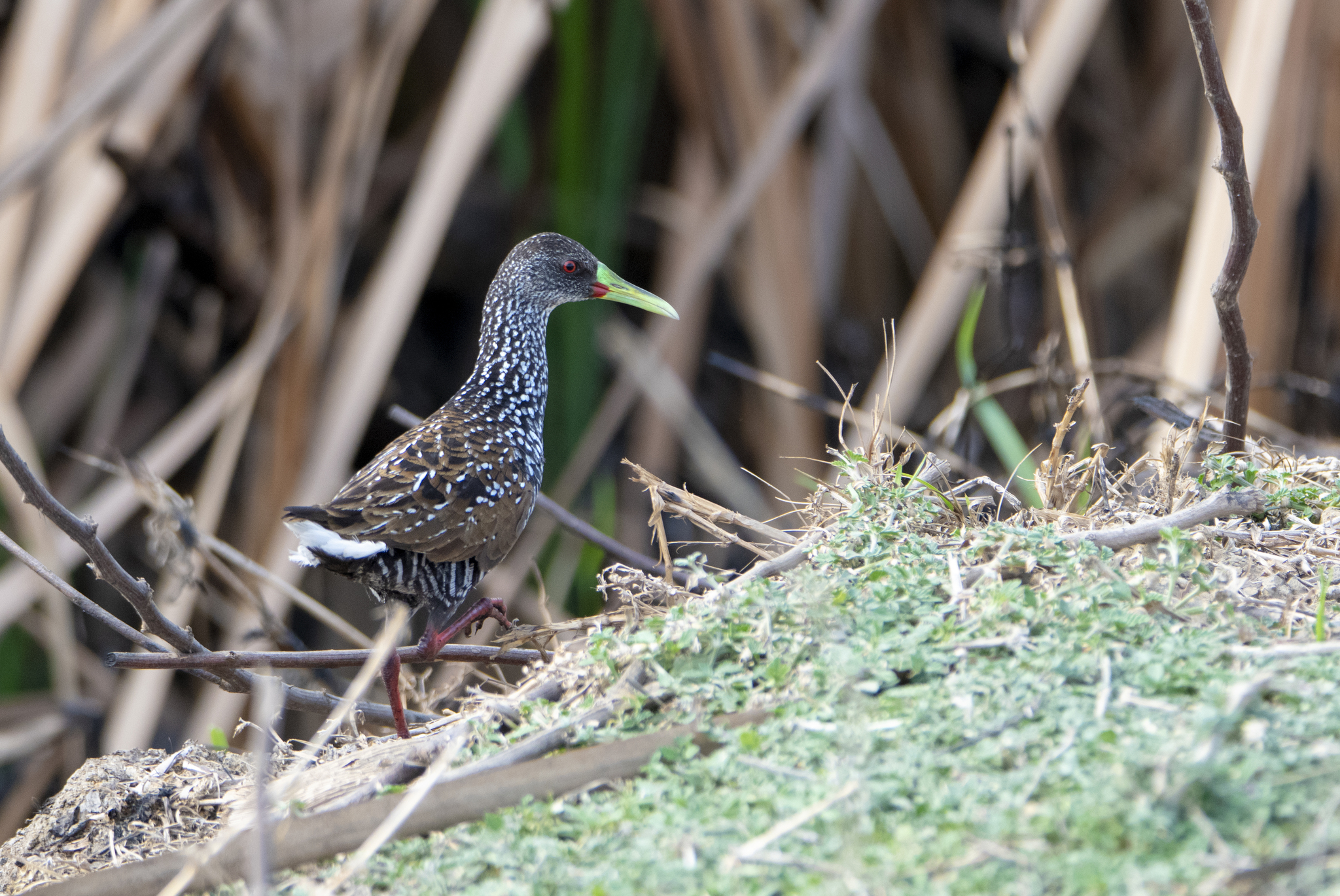 Spotted Rail illustration