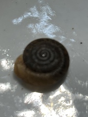 Triodopsis tridentata