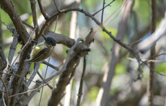 Picumnus olivaceus