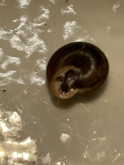 Triodopsis tridentata