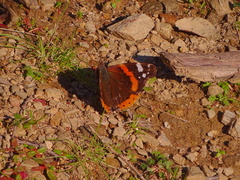 Vanessa atalanta atalanta