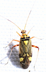 Rhabdomiris striatellus