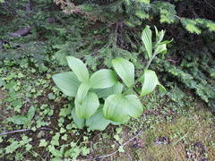 Veratrum viride