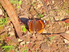 Vanessa atalanta atalanta