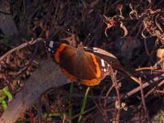 Vanessa atalanta atalanta