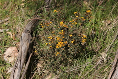 Pultenaea largiflorens