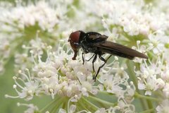 Chrysogaster solstitialis