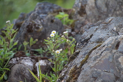 Erigeron philadelphicus