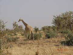 Giraffa camelopardalis peralta