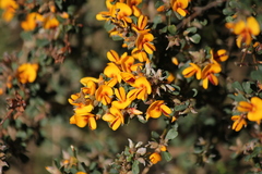 Pultenaea largiflorens