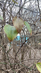 Smilax glauca