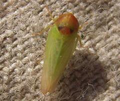 Macropsis rufocephala