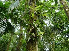 Guzmania desautelsii