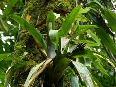 Guzmania desautelsii