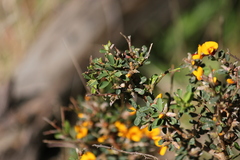 Pultenaea largiflorens