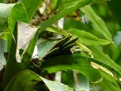 Guzmania desautelsii