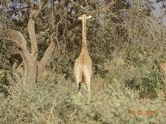 Giraffa camelopardalis peralta