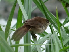 Bradypterus baboecala